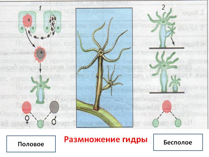 Кракен ссылка официальная